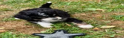 Mini Bernedoodle dogs for sale: Gale - Ad 5