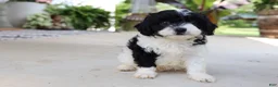 Cavapoo dogs for sale: Étouffée - Ad 15