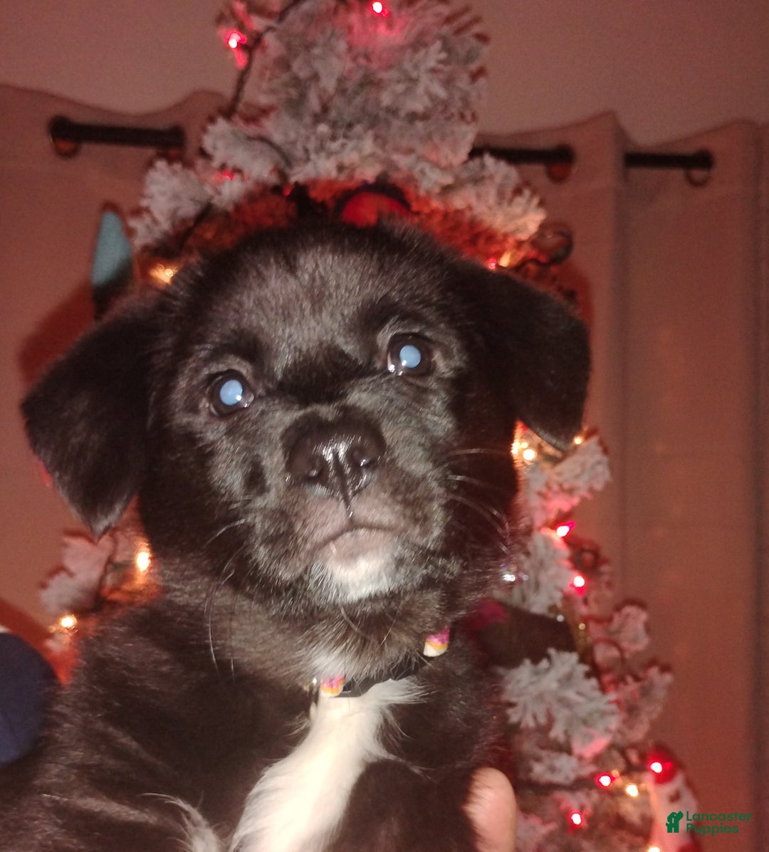 Mixed Breed dogs for sale: Mixed Breed Puppy 4 - Ad 3