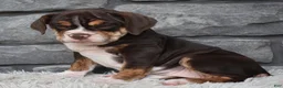 Beabull dogs for sale: Trixie  - Ad 3