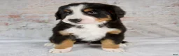 Bernese Mountain Dog dogs for sale: Rocky - Ad 5