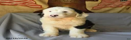 Old English Sheepdog dogs for sale: Flint - Ad 4
