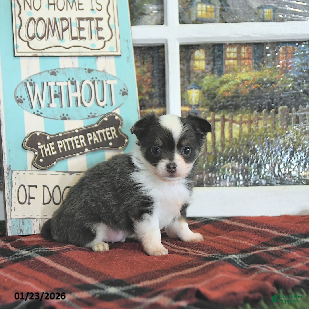 Chihuahua dogs for sale: Cupid - Ad 2