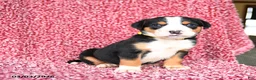 Greater Swiss Mountain Dog dogs for sale: Jimmy - Ad 3