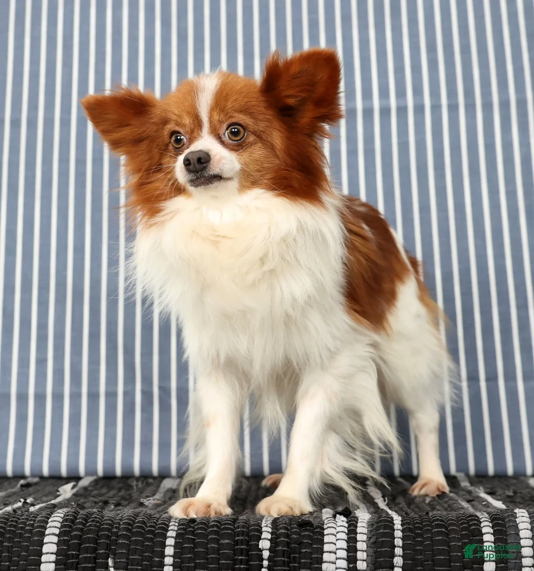Papillon dogs for sale: Mack - Ad 11