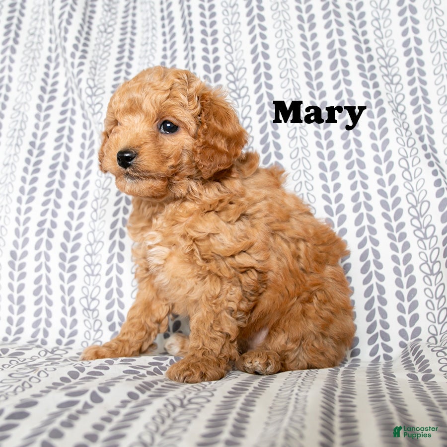 Cockapoo dogs Mary - Ad 15