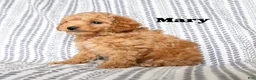 Cockapoo dogs for sale: Mary - Ad 1