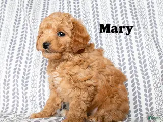 Cockapoo dogs Mary - Ad 32