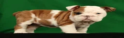 English Bulldog dogs for sale: Autumn - Ad 4