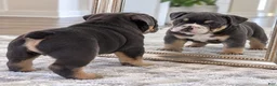 English Bulldog dogs for sale: Blue Princess - Ad 7