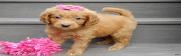 Mini Goldendoodle dogs for sale: Bella - Ad 3