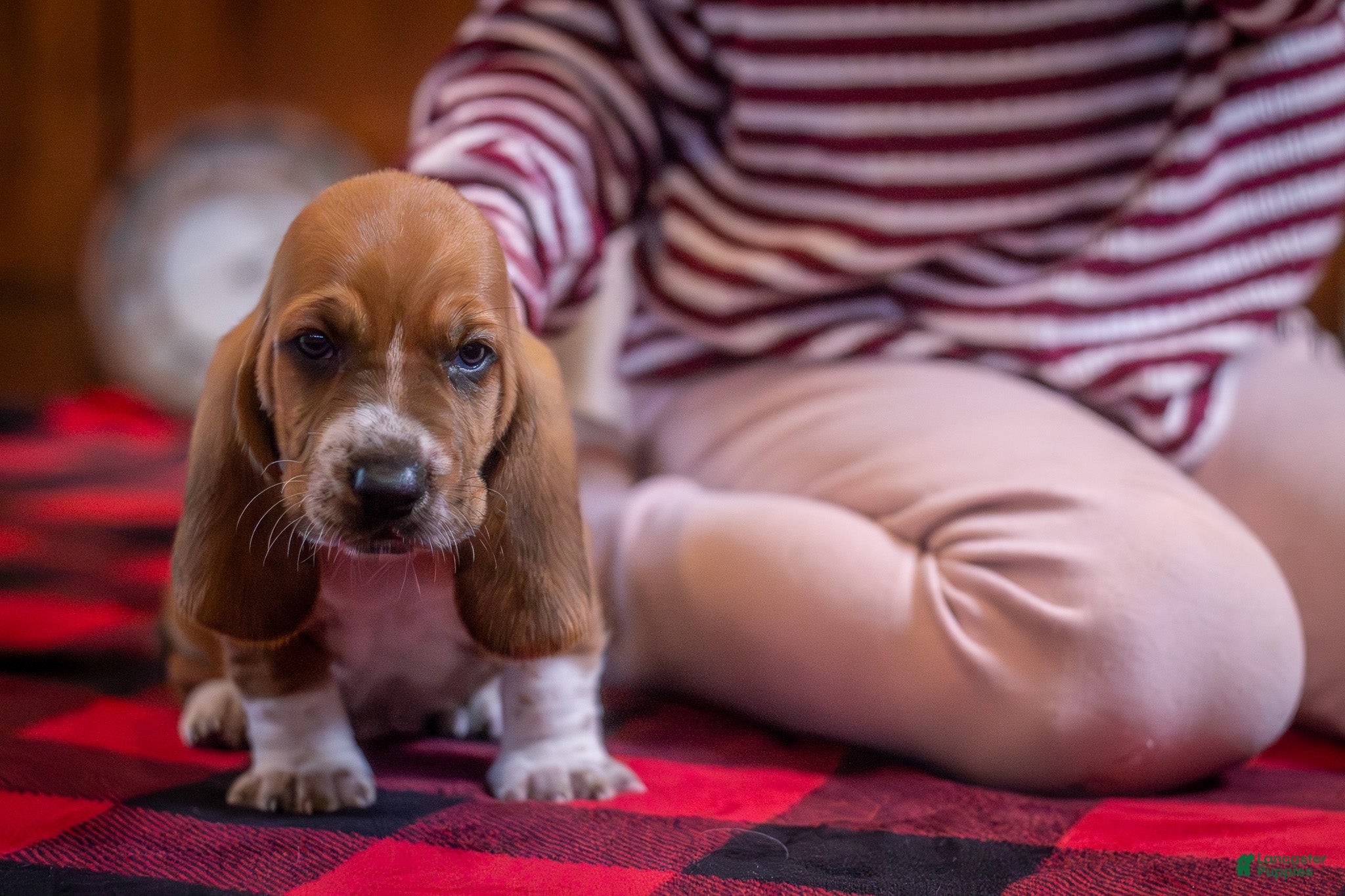 Basset Hound dogs Axel  - Ad 2