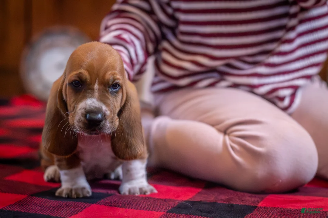 Basset Hound dogs for sale: Axel  - Ad 2