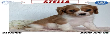 Stella
