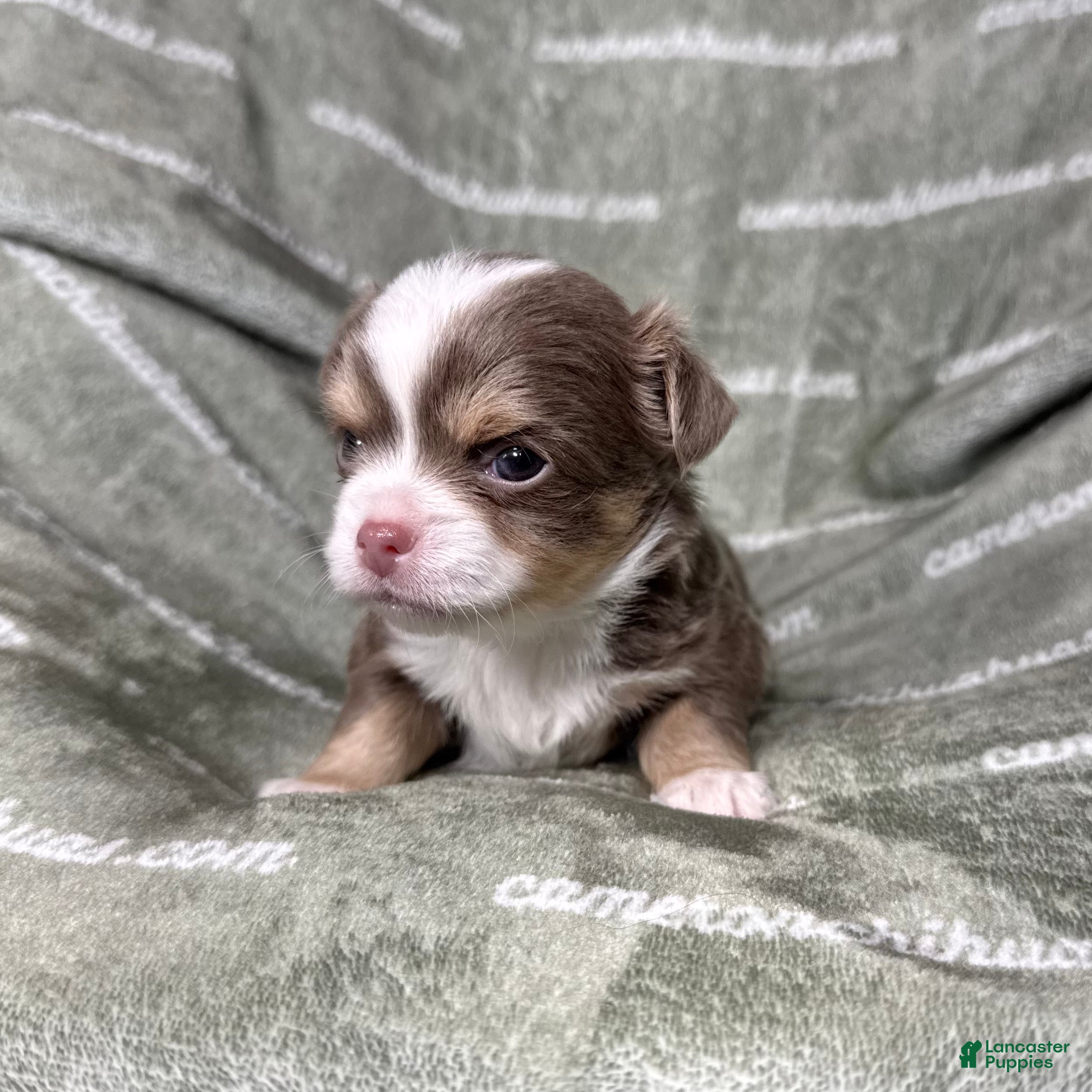 Chihuahua dogs Graham Lavender Long Coat - Ad 2