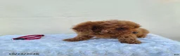 Miniature Poodle dogs for sale: Goby - Ad 8