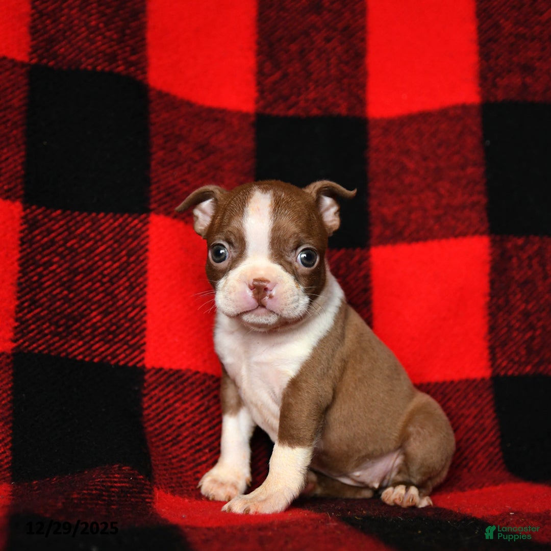 Boston Terrier dogs for sale: Leslie - Ad 3