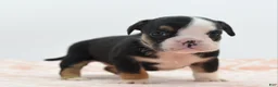 Mixed Breed dogs for sale: Princess  - Ad 12