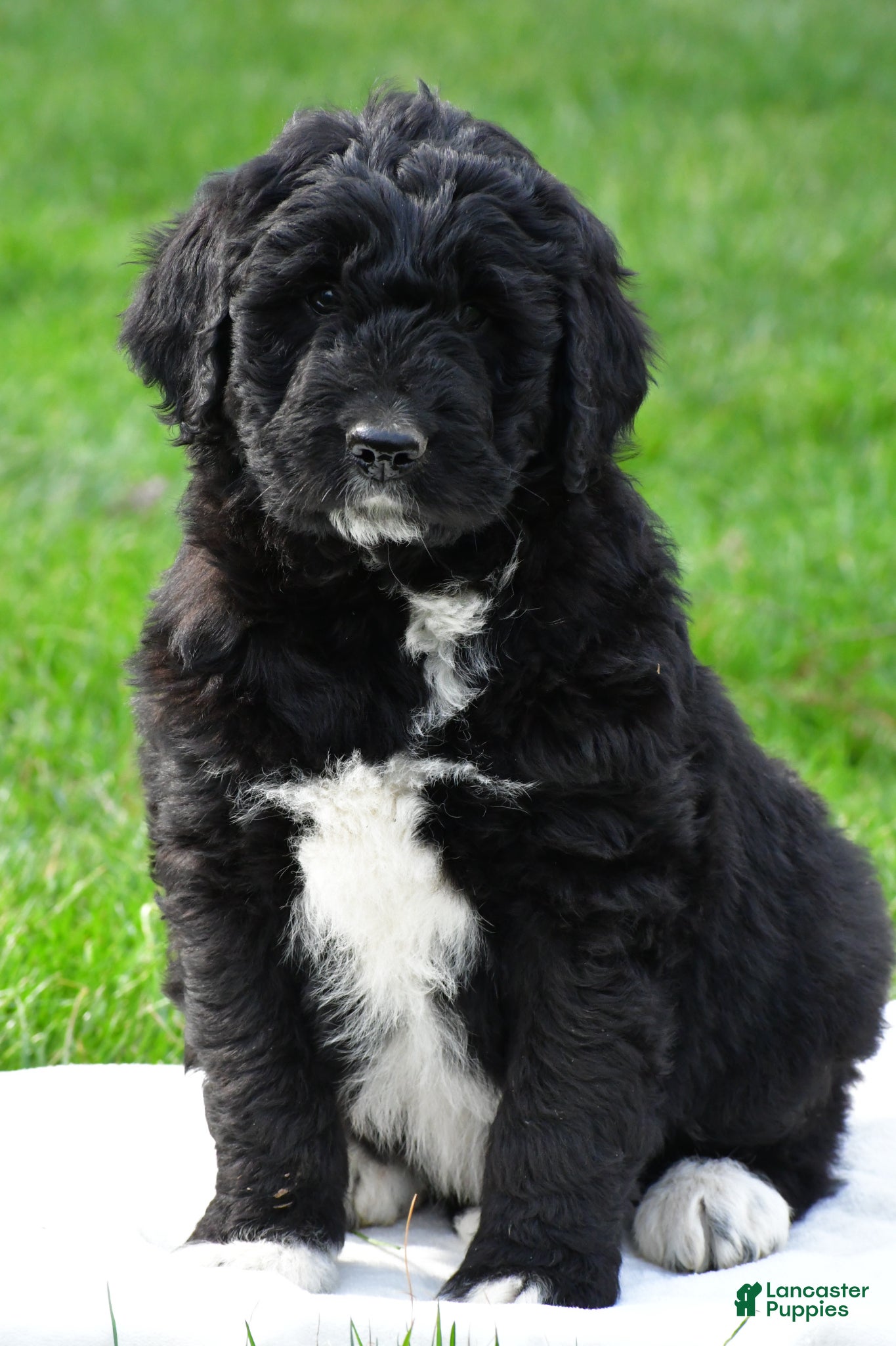 Newfypoo dogs Diesel - Ad 1