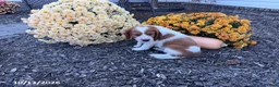 Welsh Springer Spaniel dogs for sale: Lassie - Ad 17