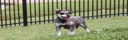Miniature Schnauzer dogs for sale: Benji - Ad 6