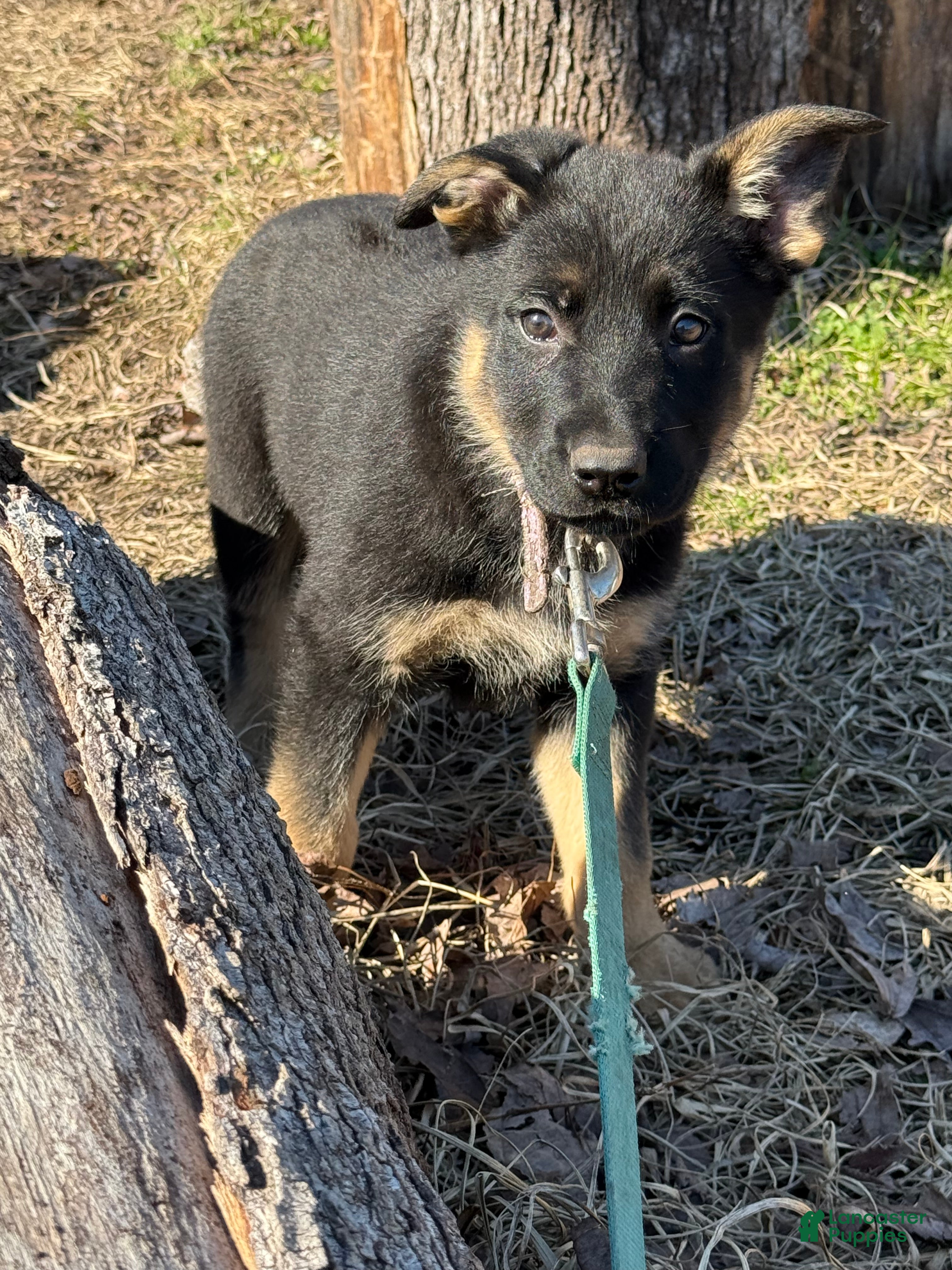 German Shepherd dogs Purple - Ad 15