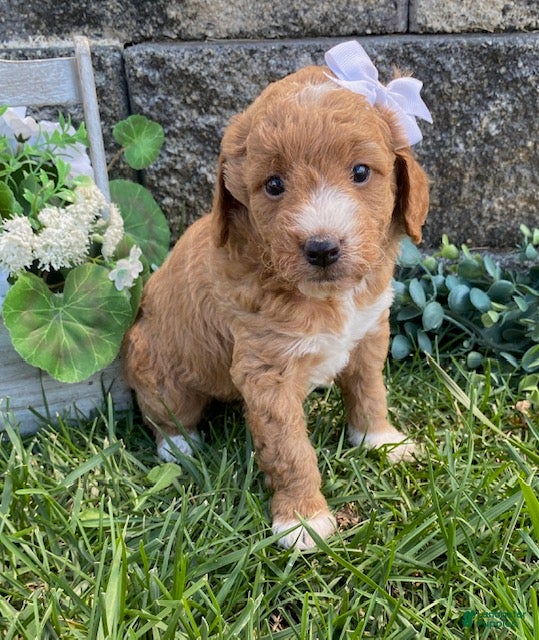 Mini Goldendoodle dogs Sugar - Ad 1