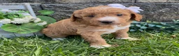 Mini Goldendoodle dogs for sale: Sugar - Ad 1