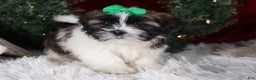 Shih Tzu dogs for sale: Pepper - Ad 10