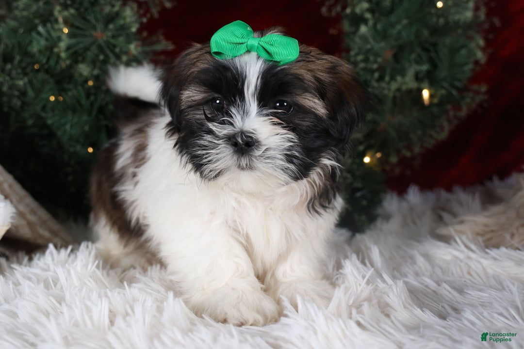 Shih Tzu dogs for sale: Pepper - Ad 10