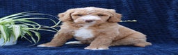 Goldendoodle dogs for sale: Tyson  - Ad 1