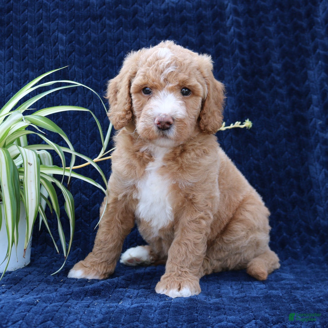 Goldendoodle dogs for sale: Tyson  - Ad 1