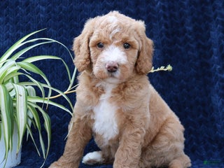 Goldendoodle dogs Tyson - Ad 5