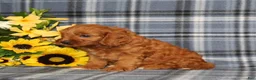 Cavapoo dogs for sale: BJ's Umber - Ad 3