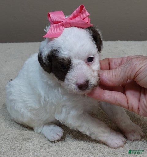 Toy Poodle dogs Maggie Mae  - Ad 5