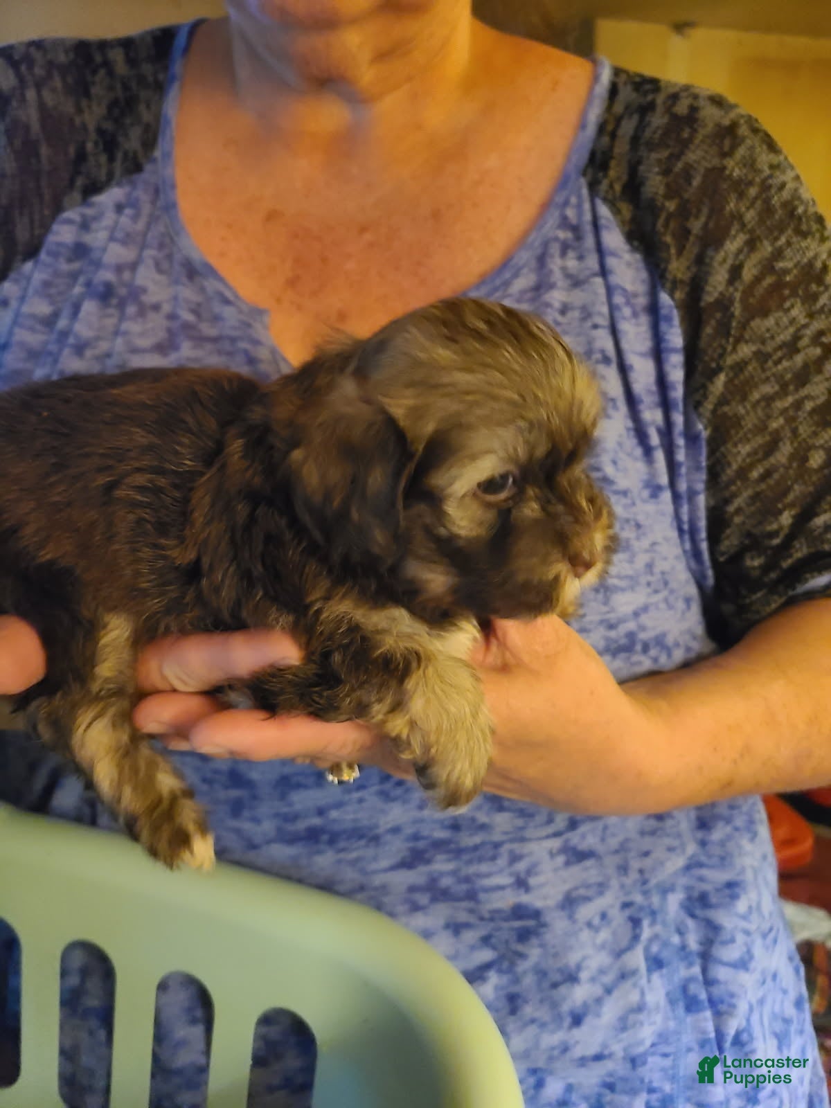 Havanese dogs Boy 2 - Ad 1