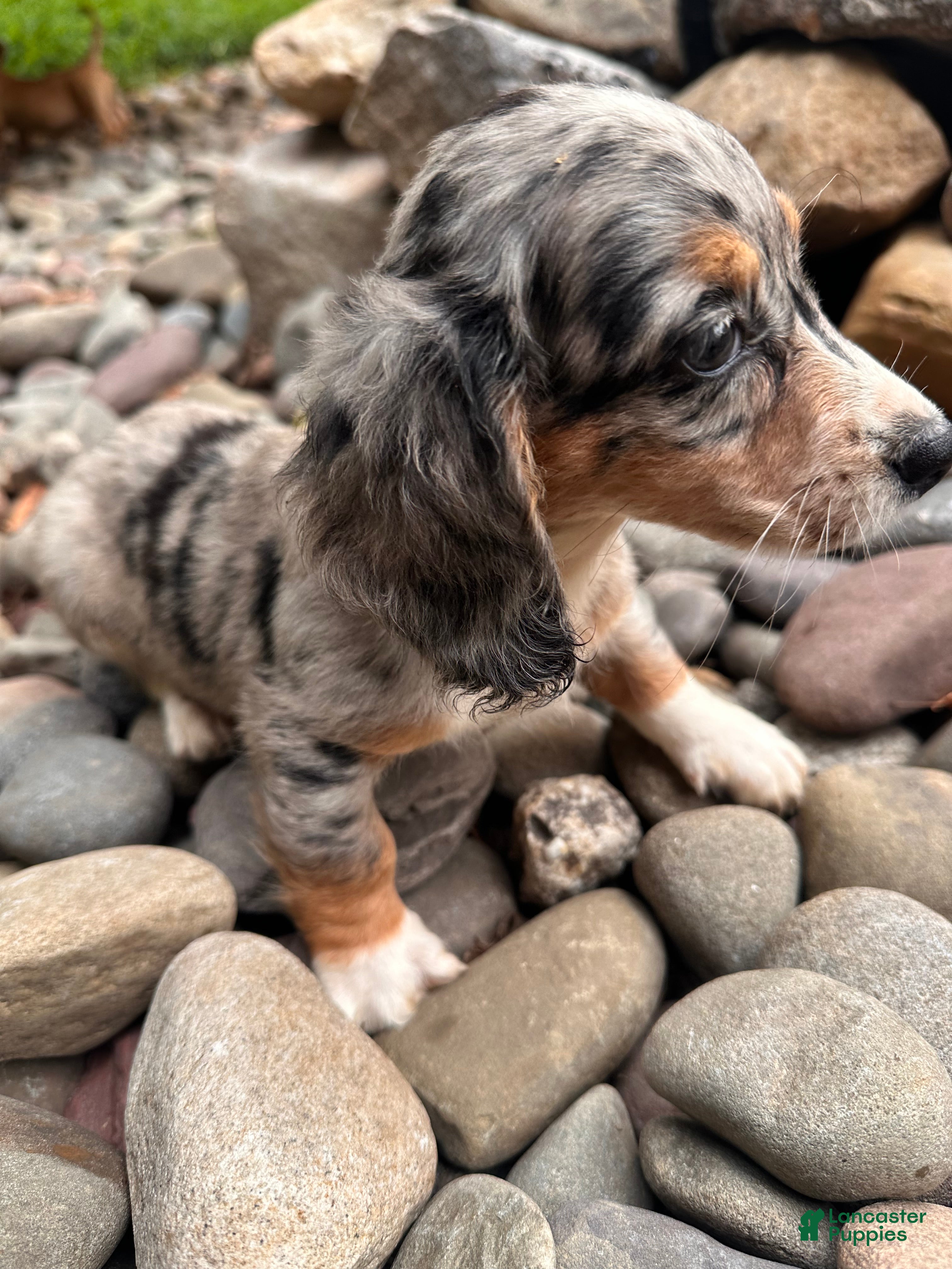 Dachshund dogs Female Five - Ad 2