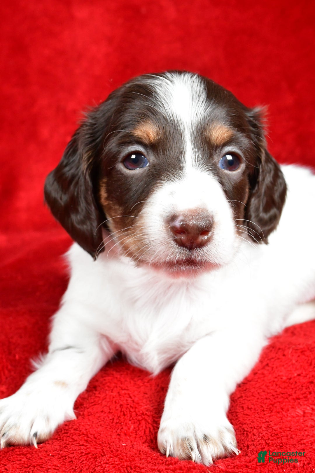 Miniature Dachshund dogs for sale: Chloe - Ad 5