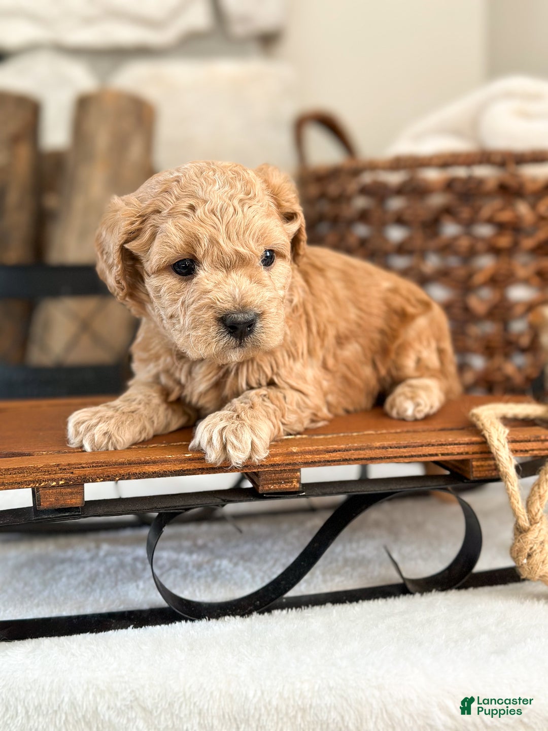 Cavachon dogs for sale: Cayenne - Ad 3