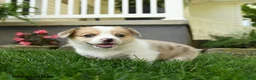 Welsh Corgi Pembroke dogs for sale: Molly - Ad 4