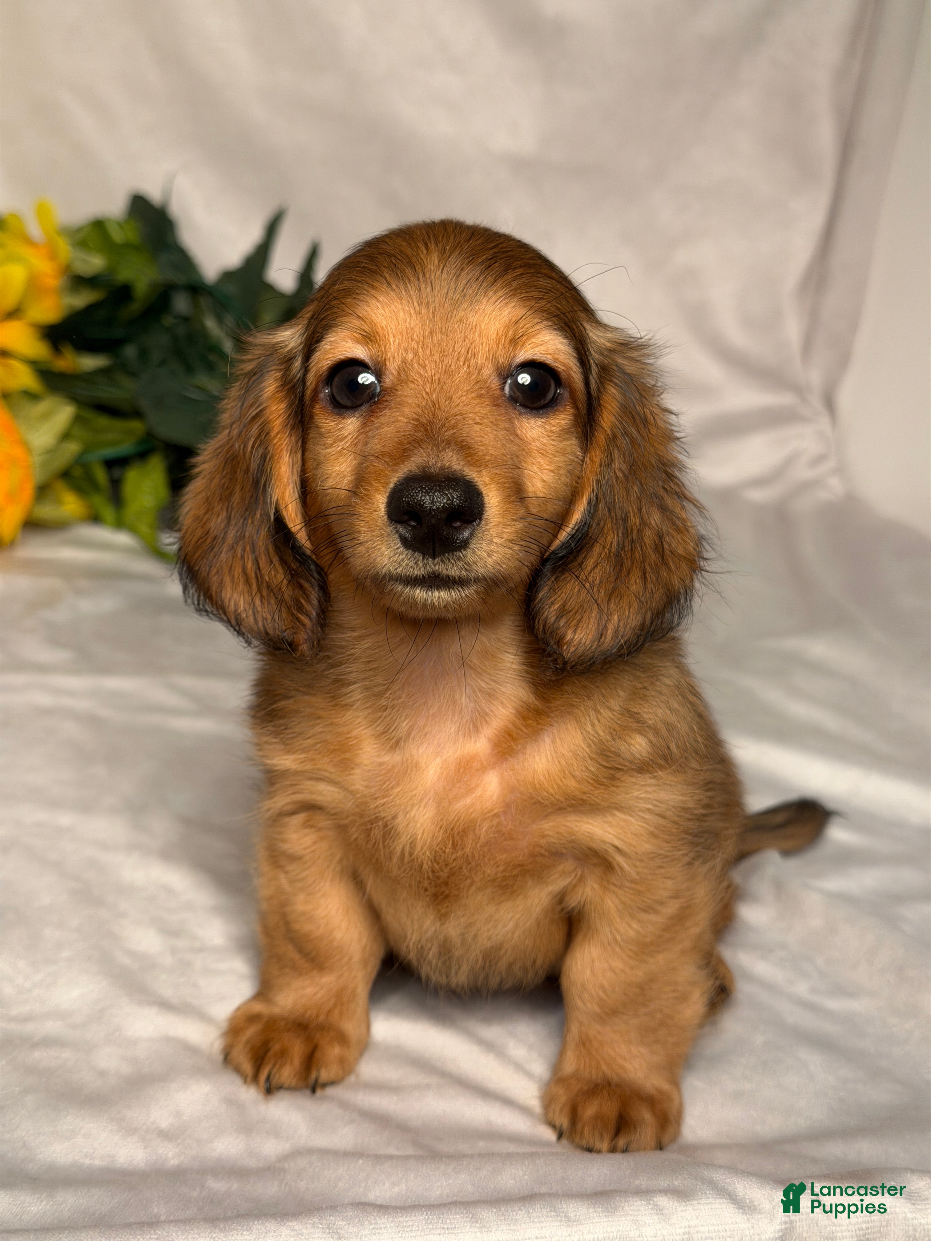 Miniature Dachshund dogs Hudson - Ad 1