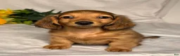 Miniature Dachshund dogs for sale: Hudson - Ad 1