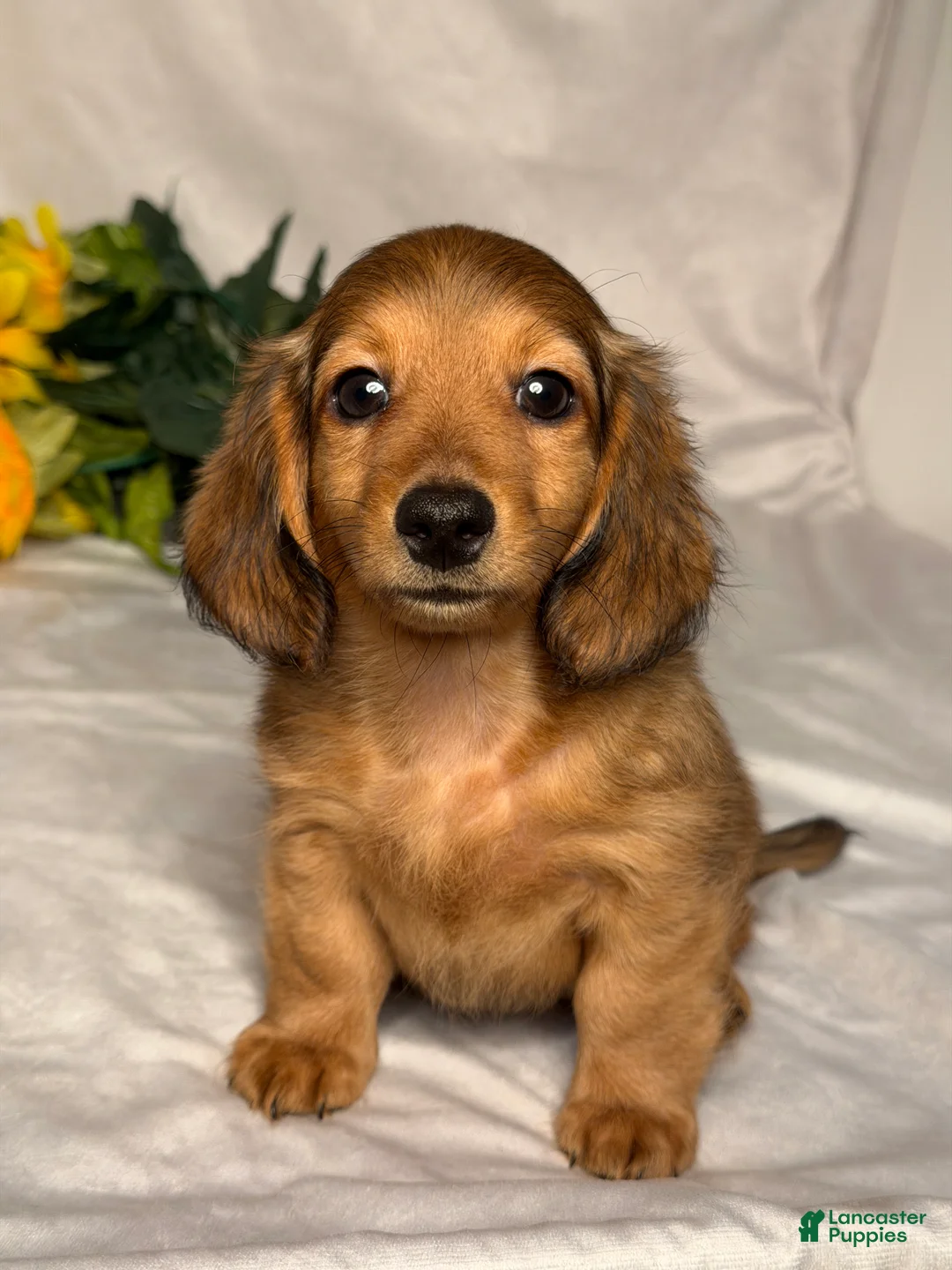 Miniature Dachshund dogs for sale: Hudson - Ad 1