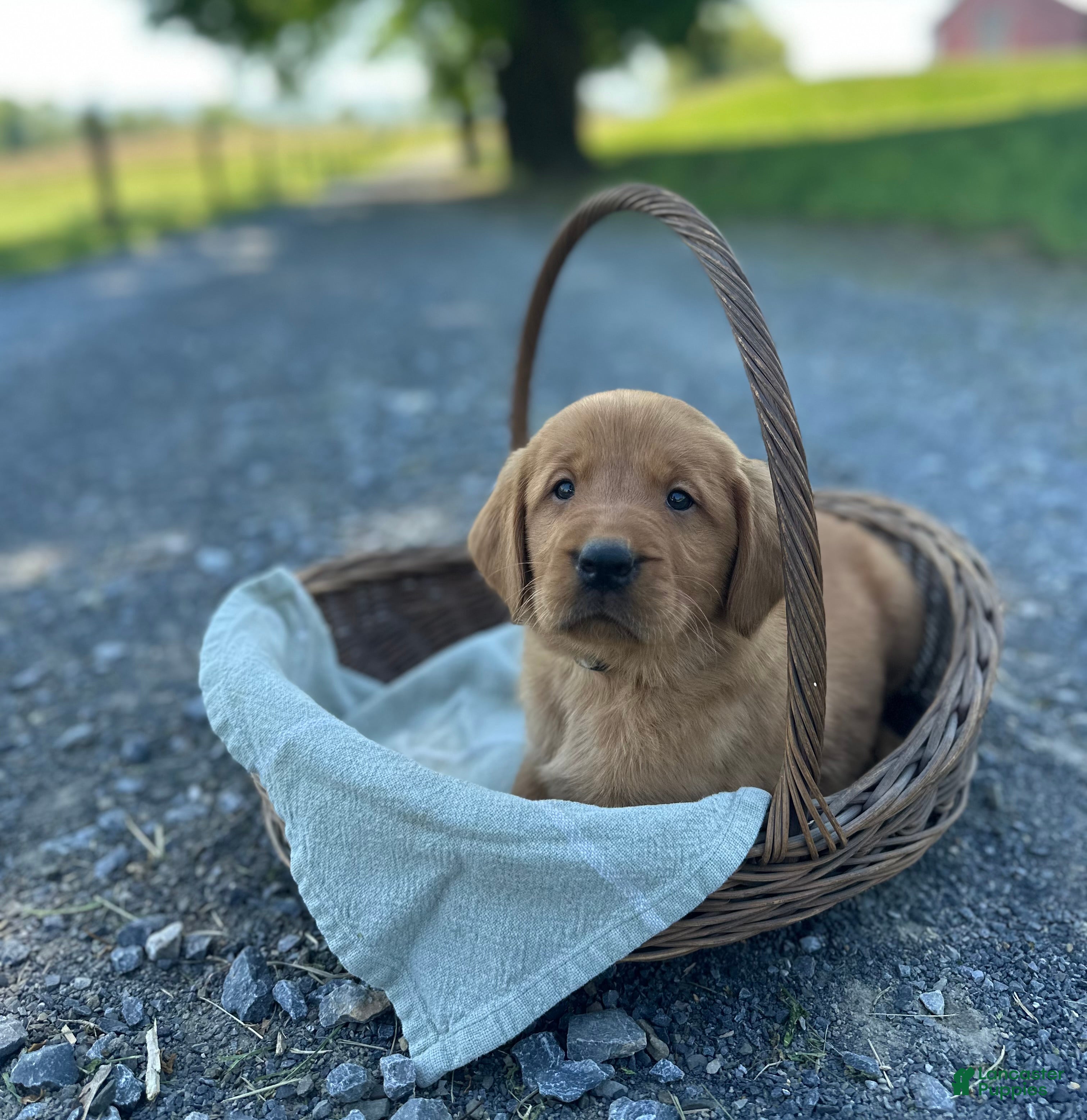 Mixed Breed dogs Brandi - Ad 2