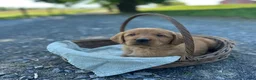 Mixed Breed dogs for sale: Brandi - Ad 2