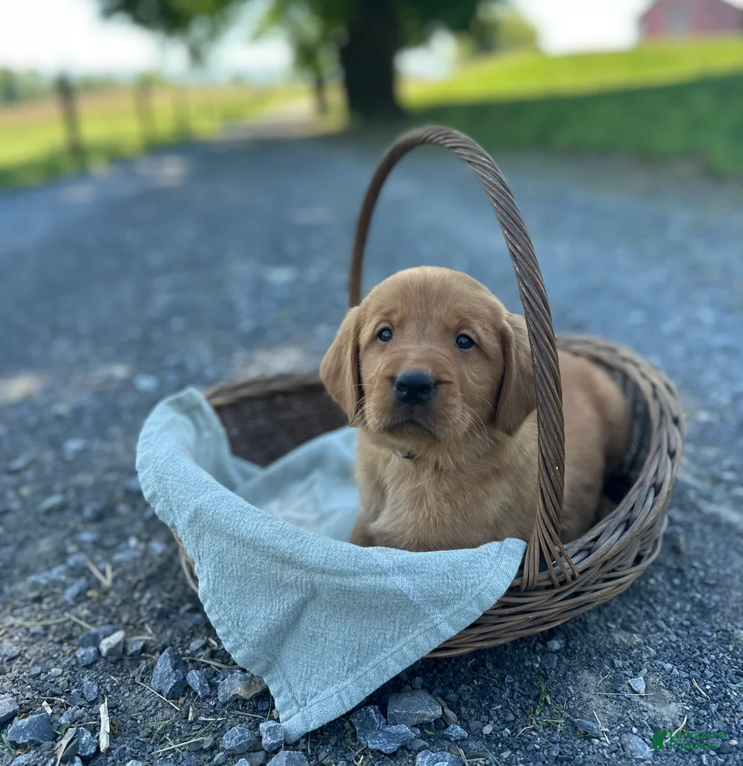 Mixed Breed dogs for sale: Brandi - Ad 2