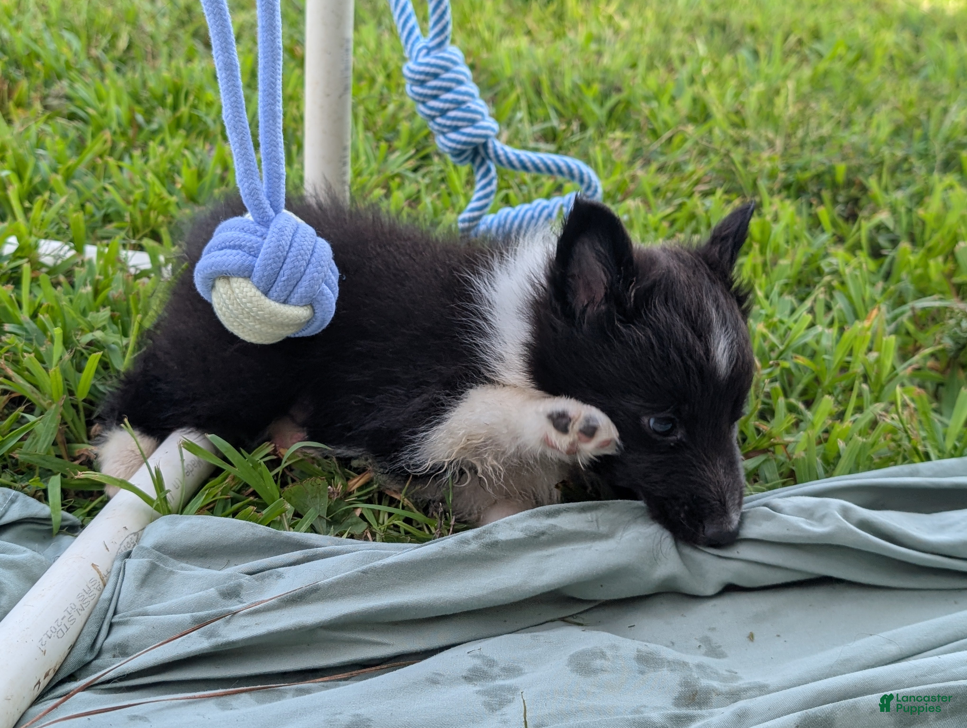 Shetland Sheepdog dogs Tito - Ad 2