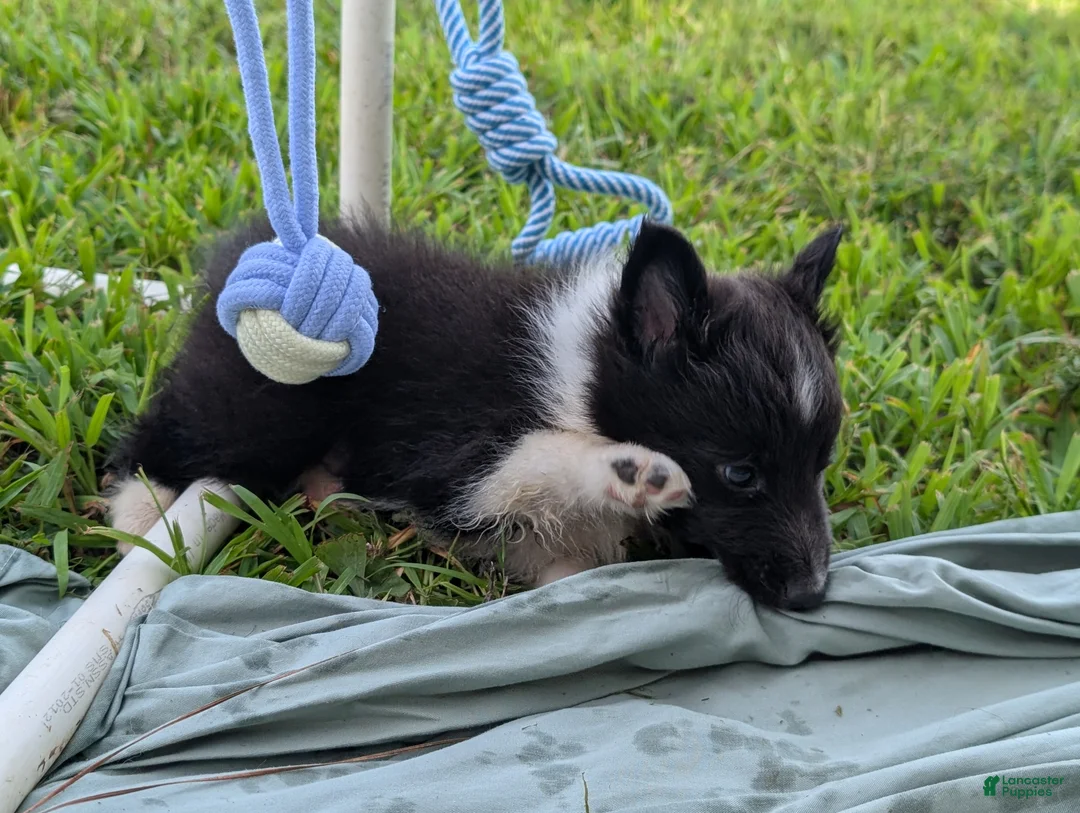Shetland Sheepdog dogs for sale: Tito - Ad 2