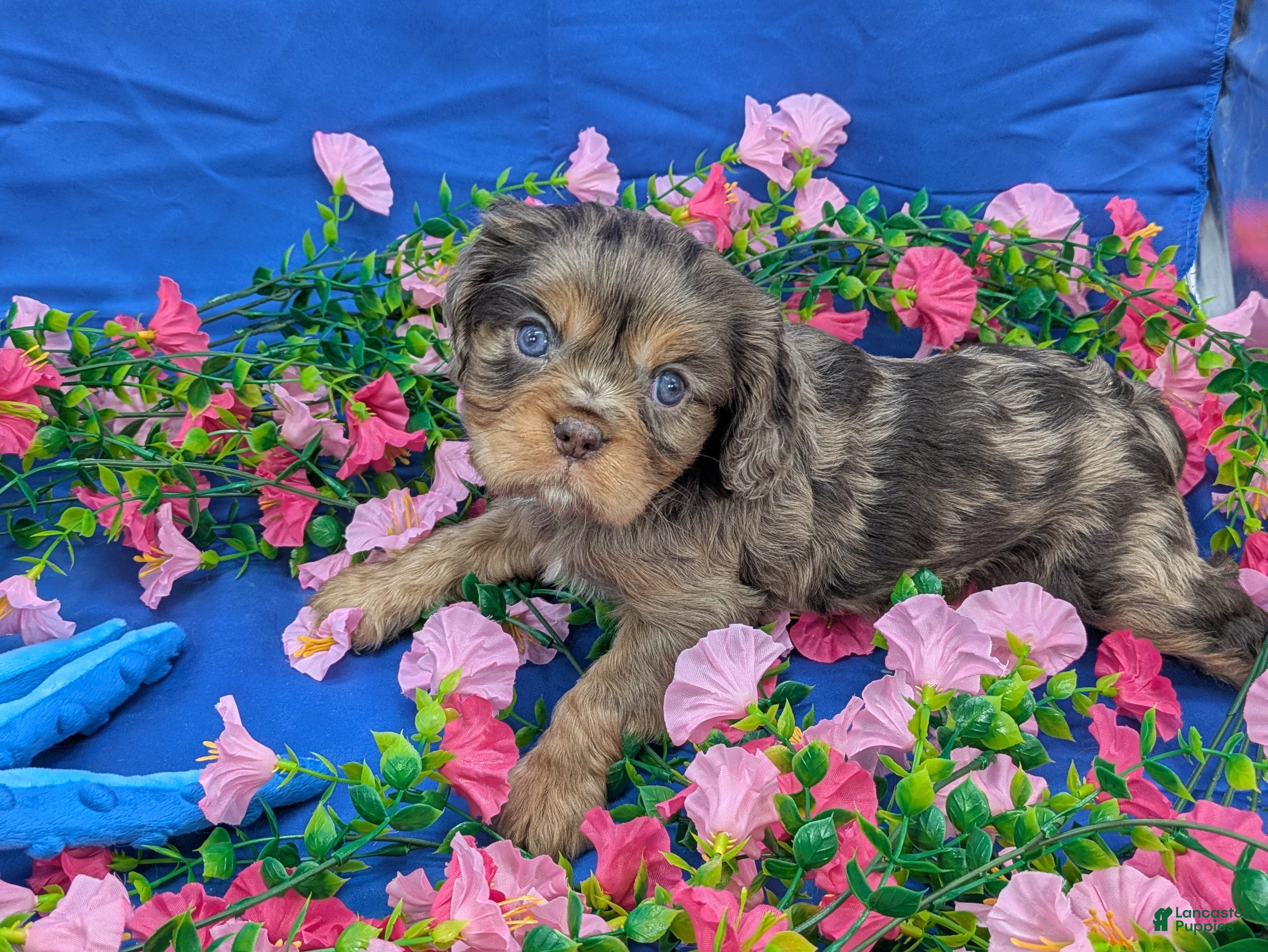 Cavalier King Charles Spaniel dogs Sangria  - Ad 2