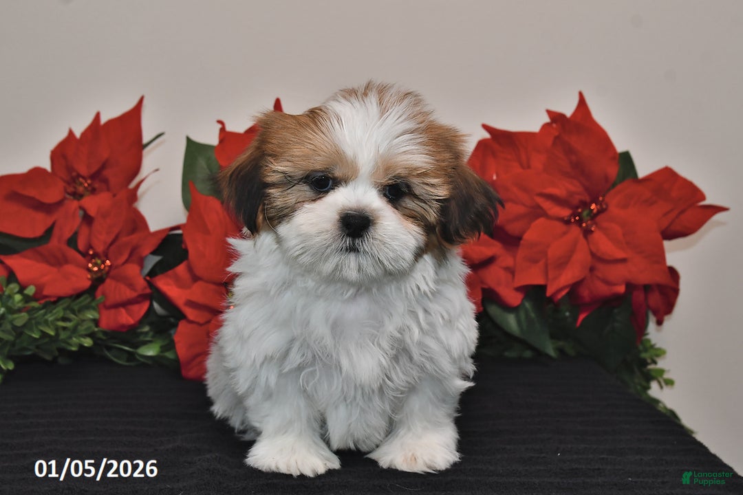 Shih Tzu dogs for sale: Rex - Ad 5